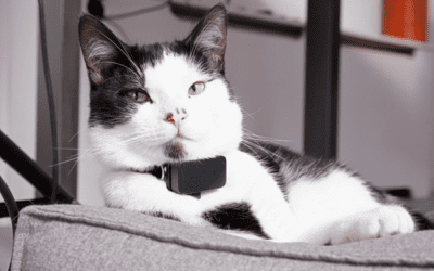 Pet Monitors: Keeping track of your pet’s health