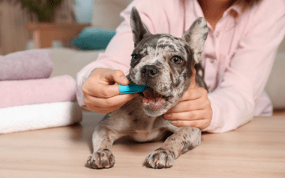 Keep Smiling: Why every month should be pet dental health month!