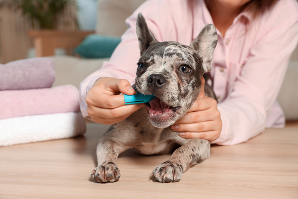 a person brushing a dog