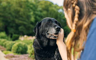 Barking Up the Right Tree: Understanding the difference between canine arthritis supplements and treatments
