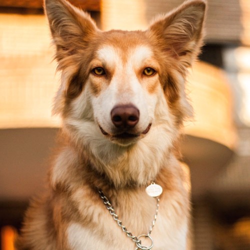 a dog with a chain around its neck