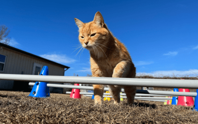 Leap Day: The perfect time to start training your cat for agility