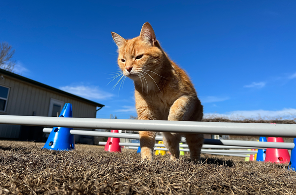A cat elegantly balancing on a blue pole in a yard.