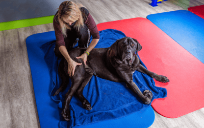Did You Know Pets Can Benefit from Physical Rehabilitation Too?
