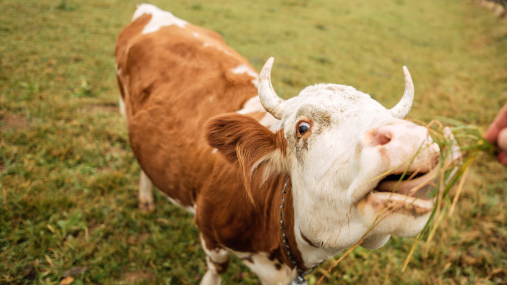 Cow eating grass from person's hand in a field