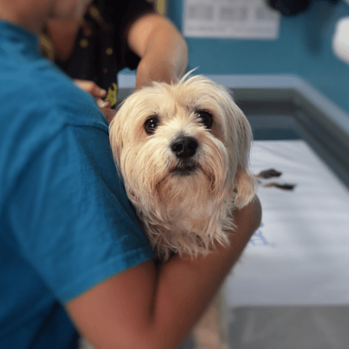 A person holding a dog