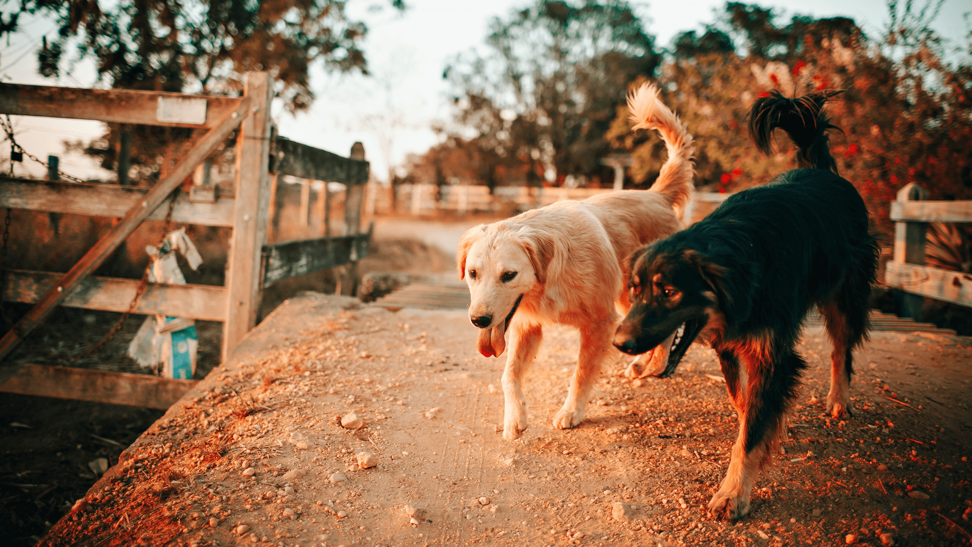 A group of dogs walking on a path