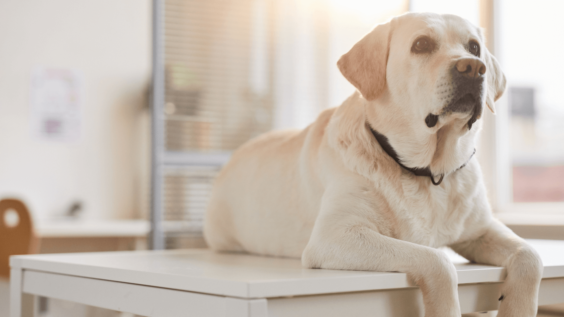 A dog lying on a table