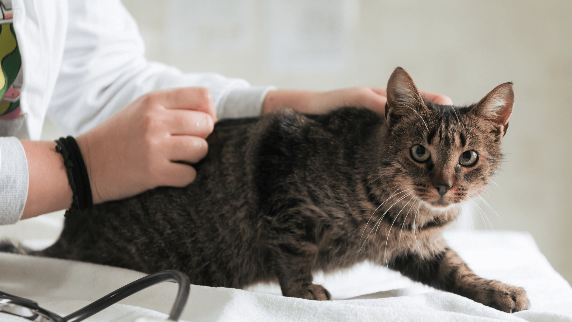 A person petting a cat