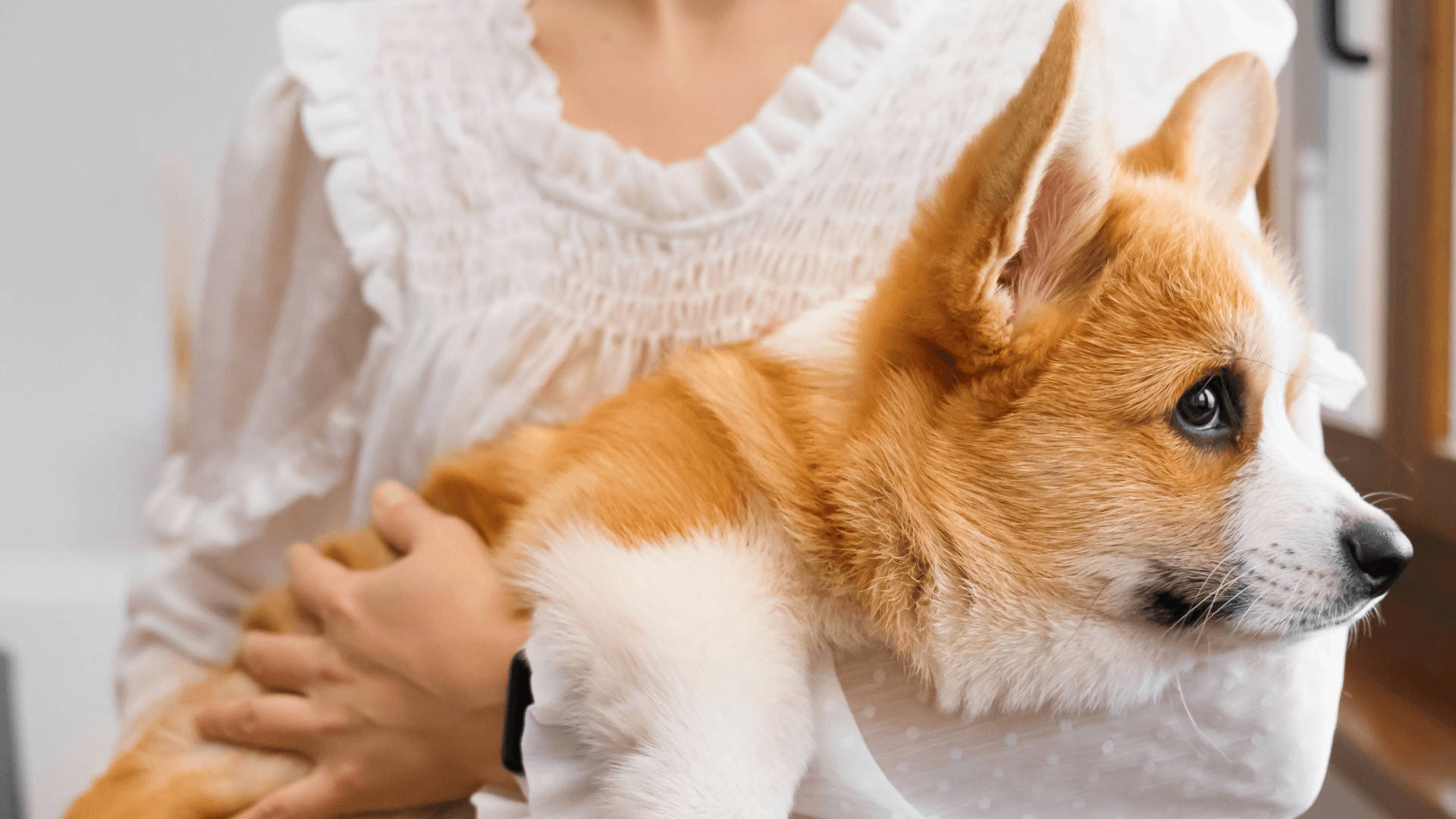 A person holding a dog