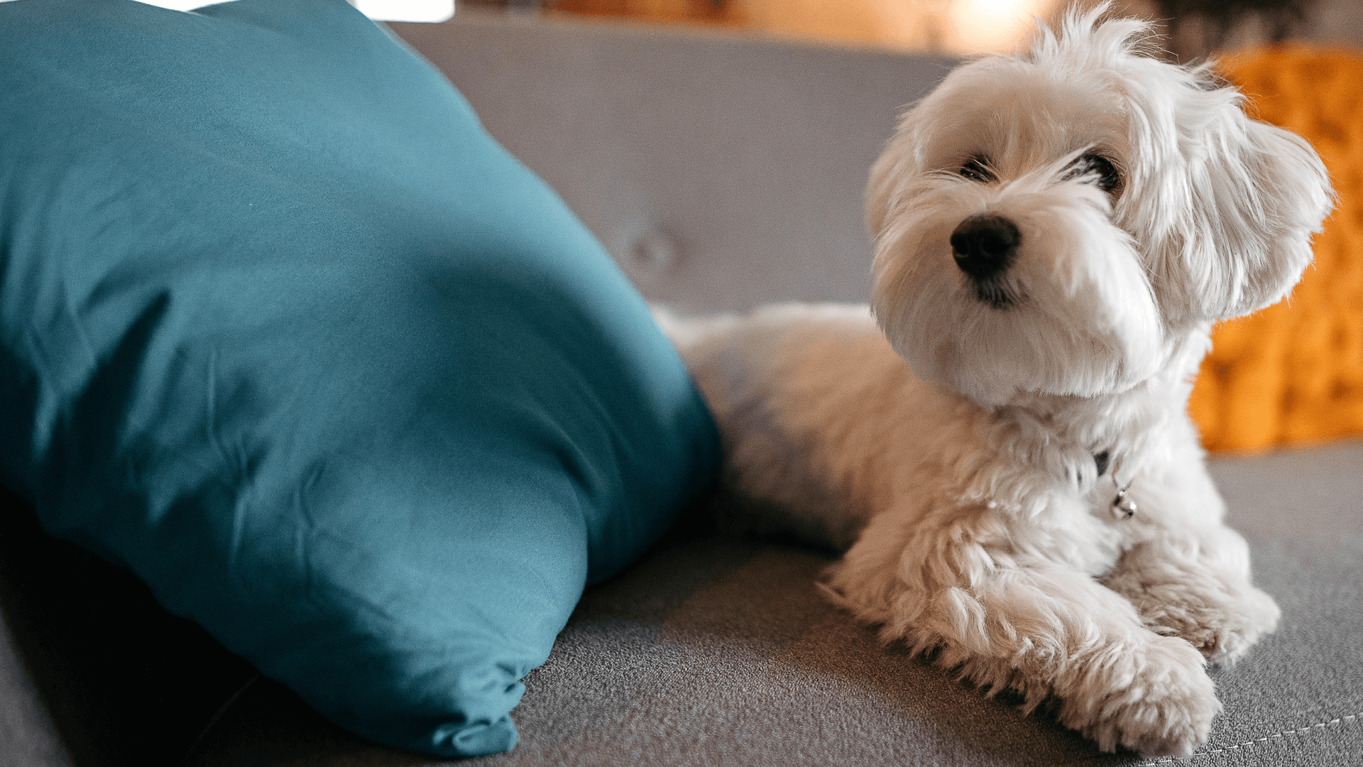 Prescription Refill And Food Order Request Form Pike Veterinary Services Prescription Refill And Food Order Request Form Pike Veterinary Services
