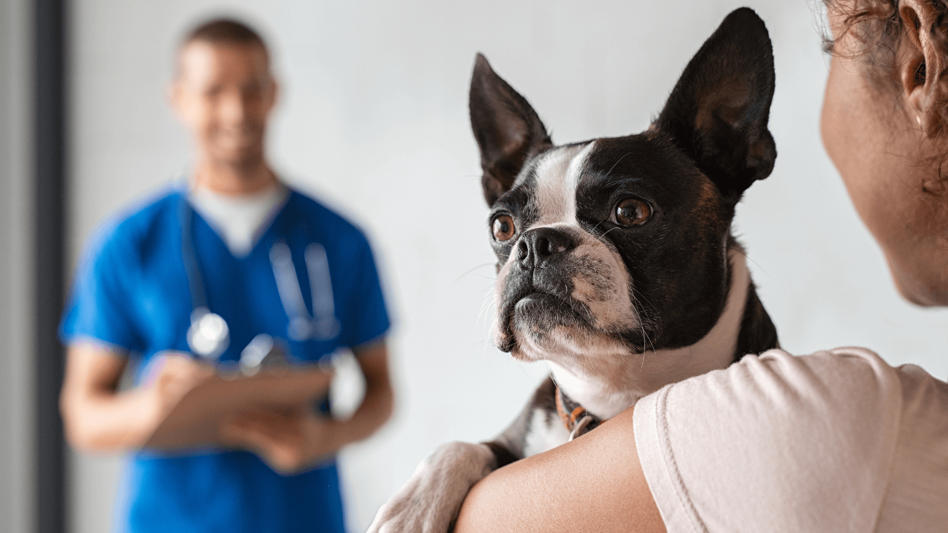 A dog on a person's shoulder