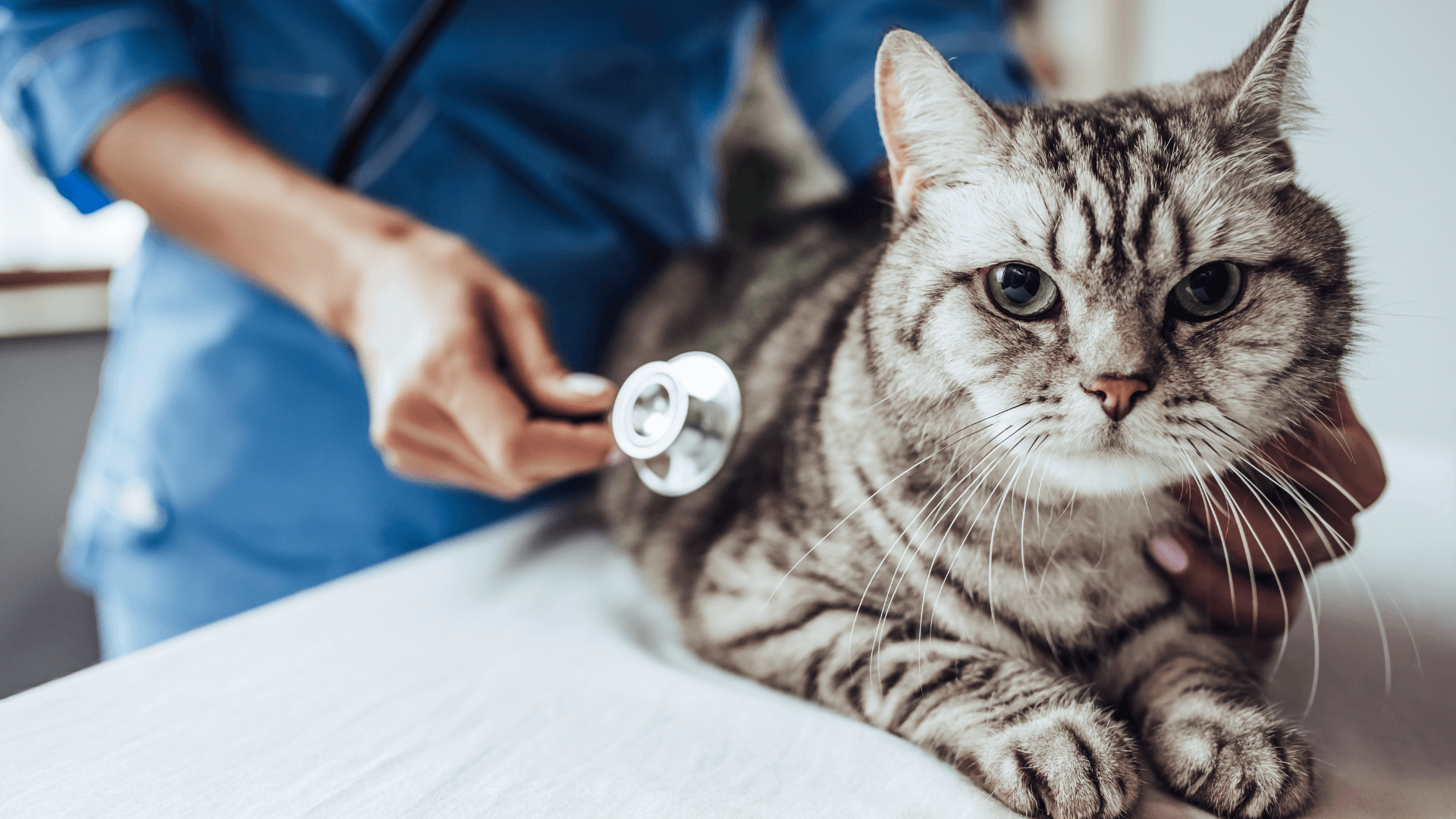 A cat lying on a table with a stethoscope