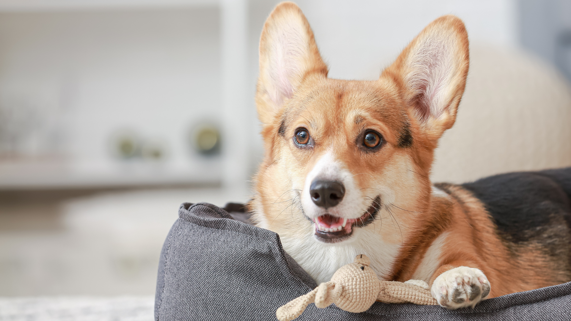 A dog lying in a dog bed