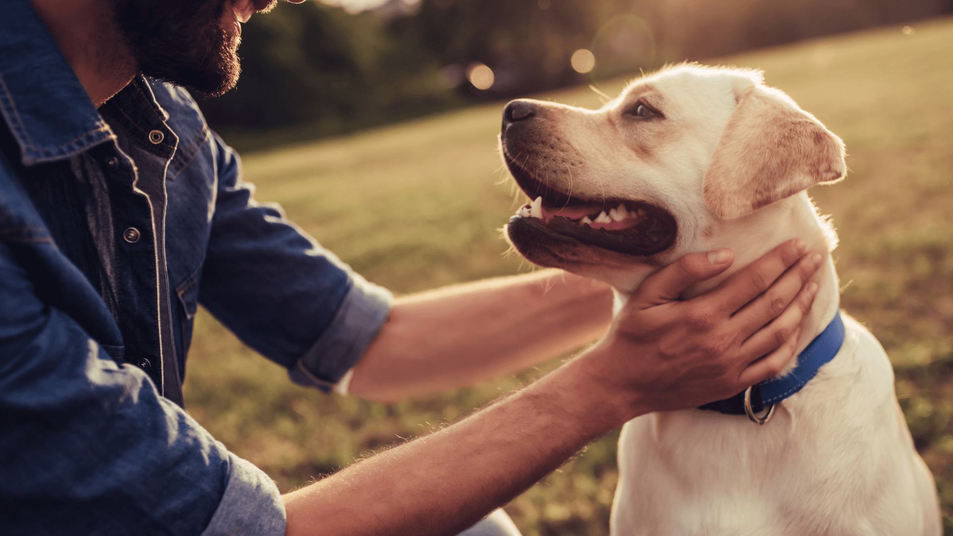 A person petting a dog