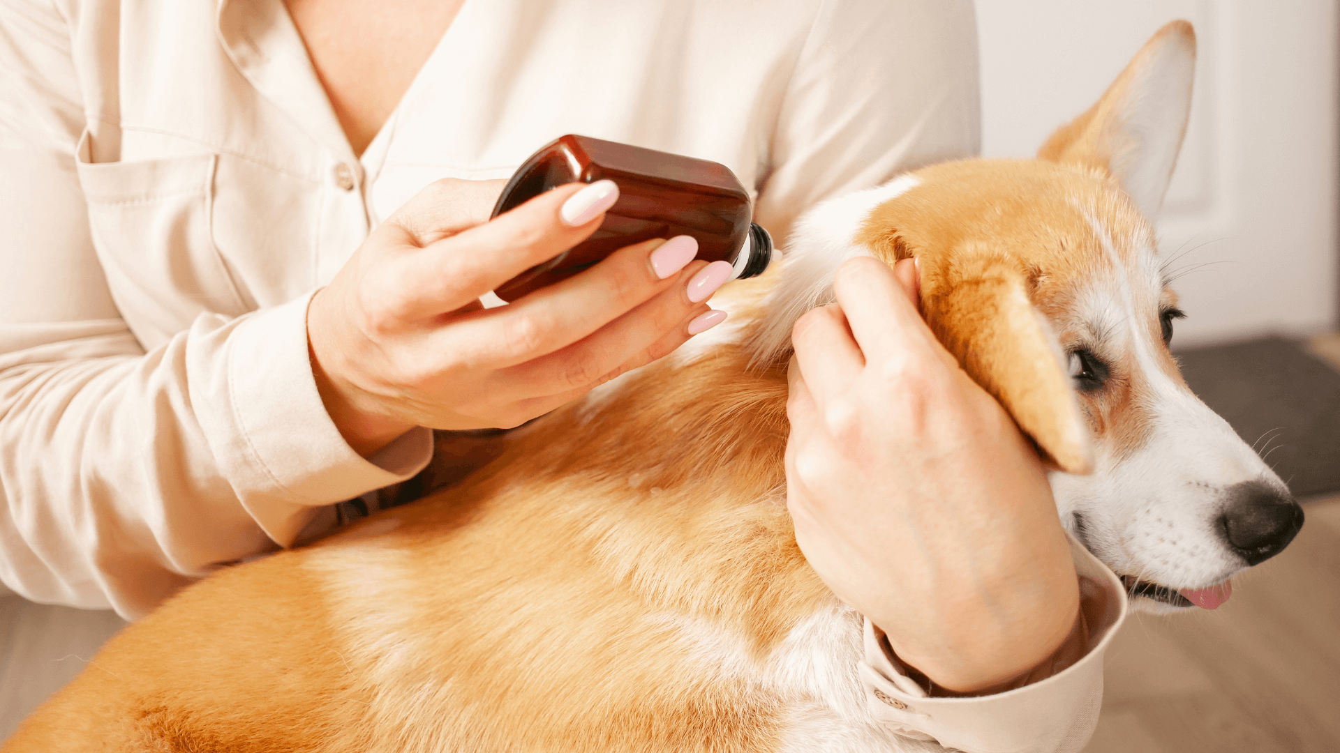 A person giving prevention liquid to a dog body