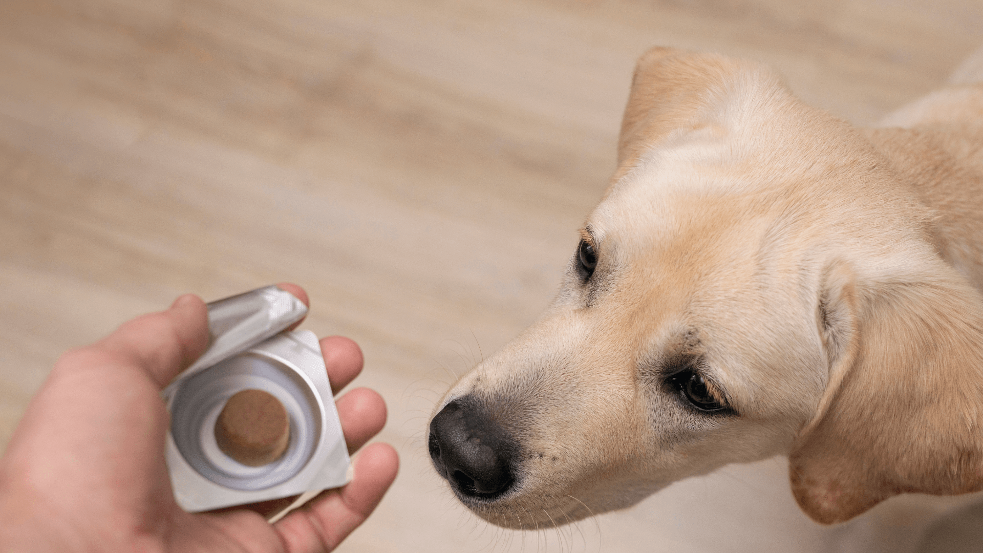 A dog looking at a small round object