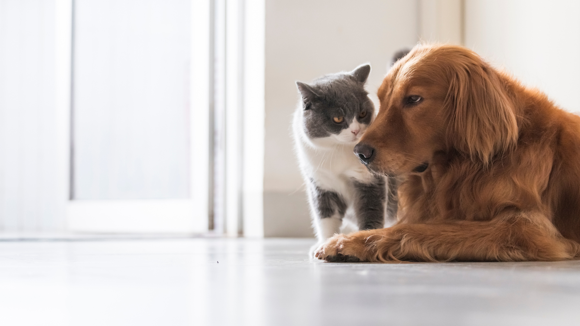 A cat and dog lying on the floor