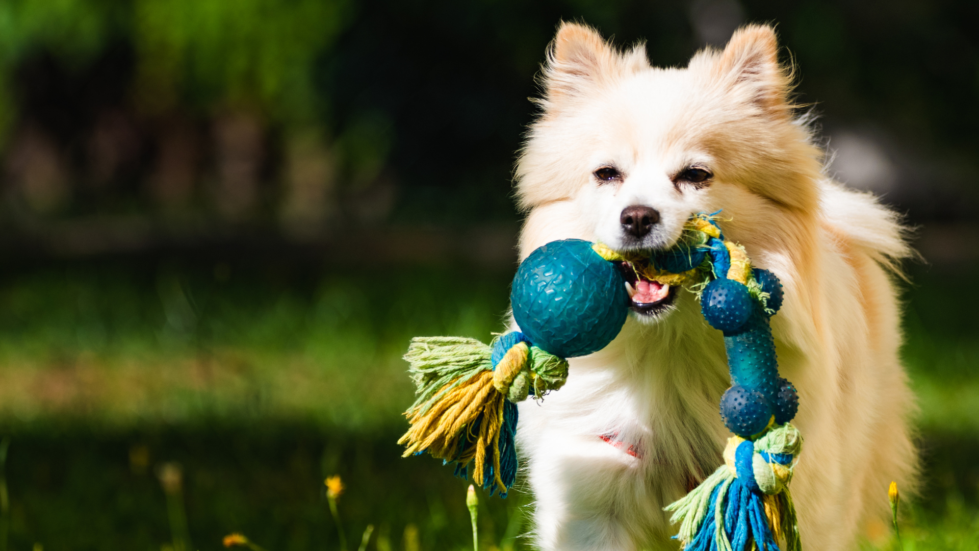 A dog holding a toy in its mouth