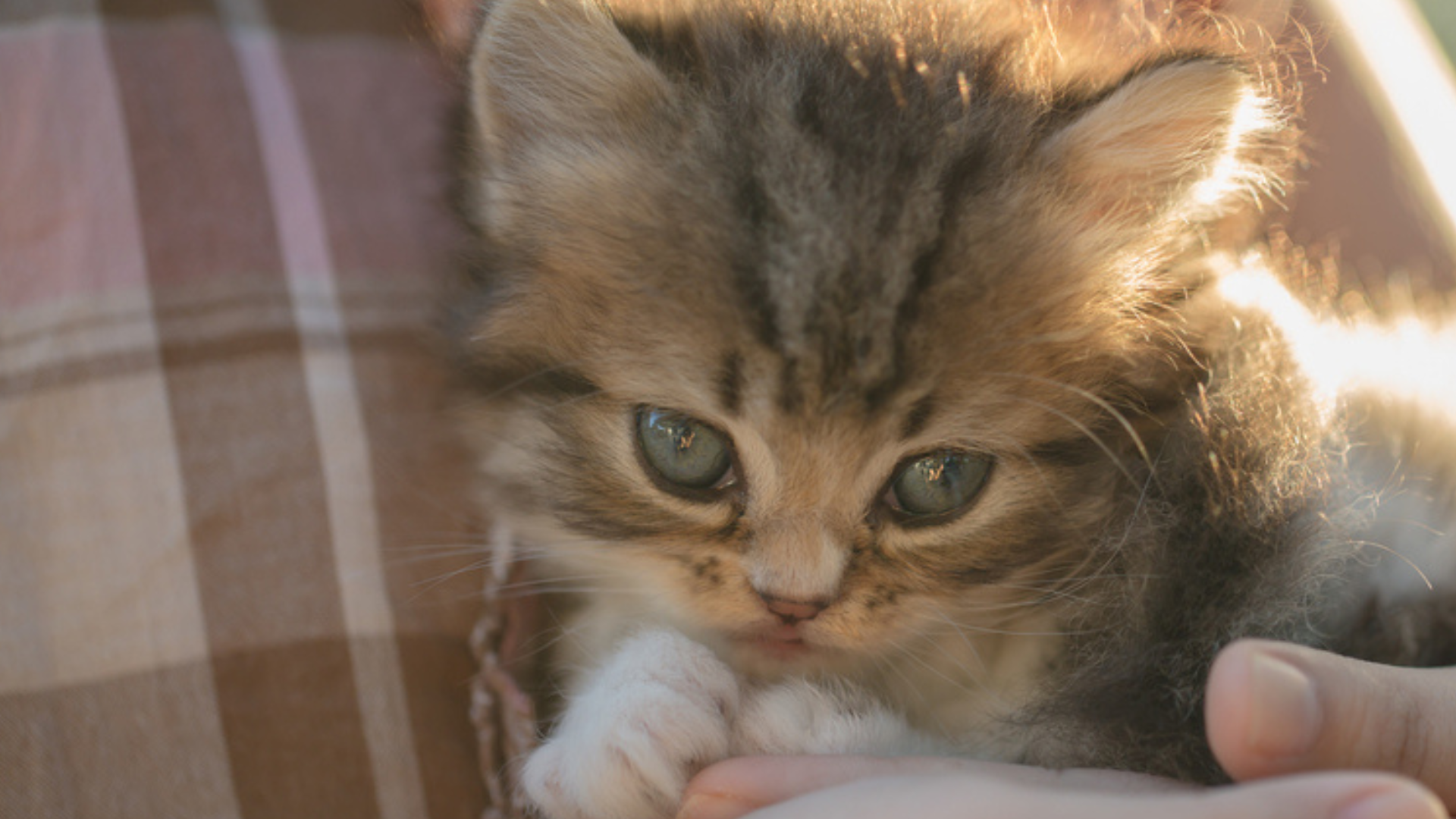 A person holding a small kitten in their hands