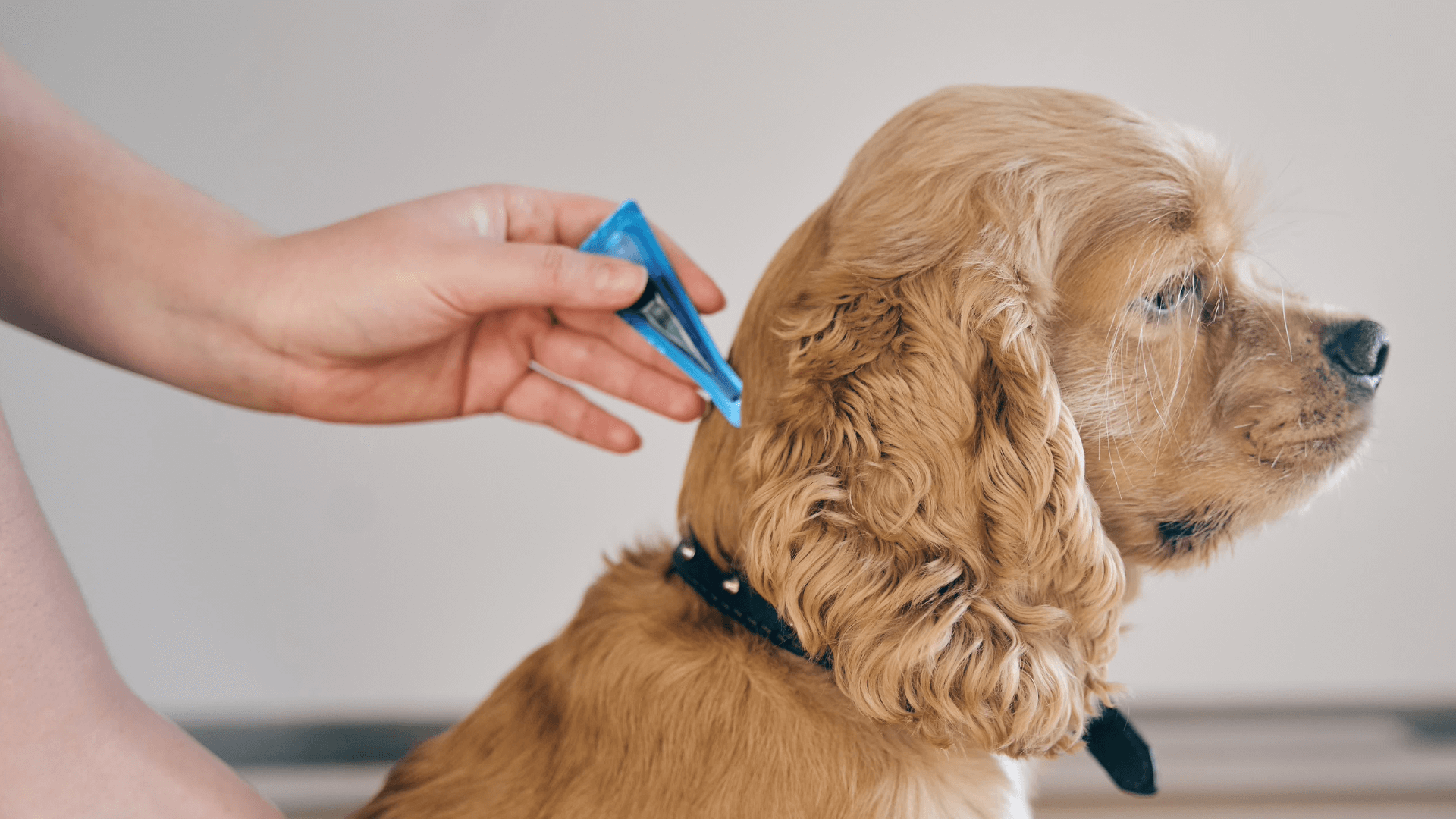 A person hand holding a blue object to a dog's head