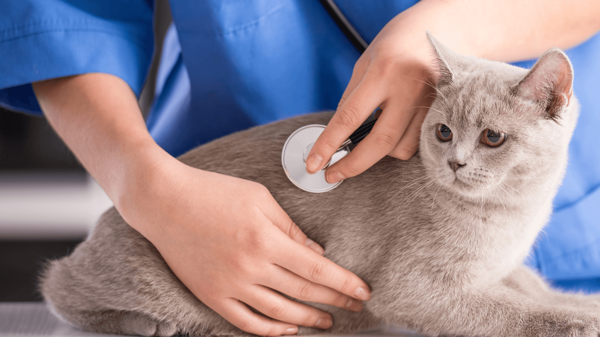 A person using a stethoscope to check the cat's heart