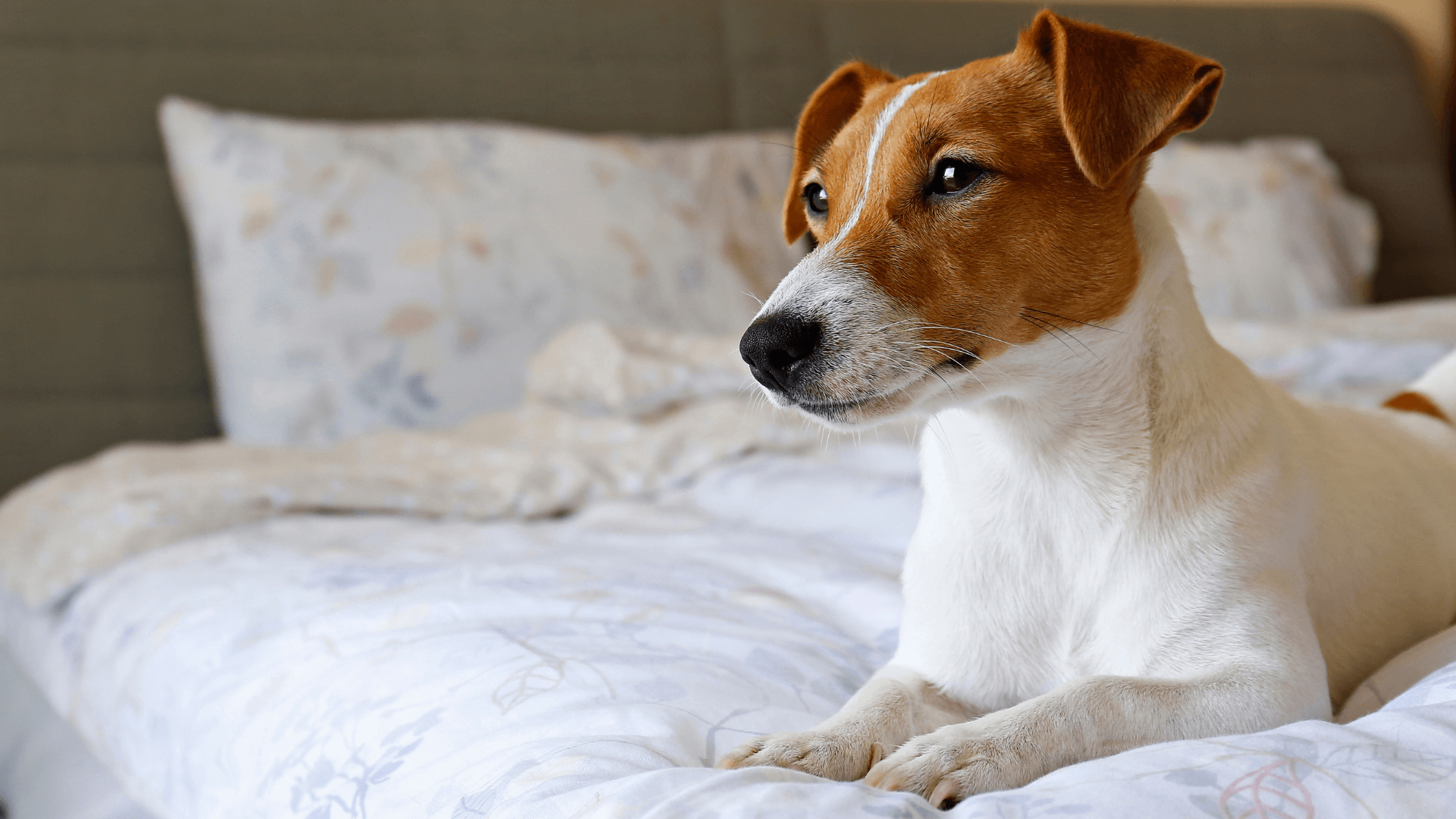 A dog lying on a bed