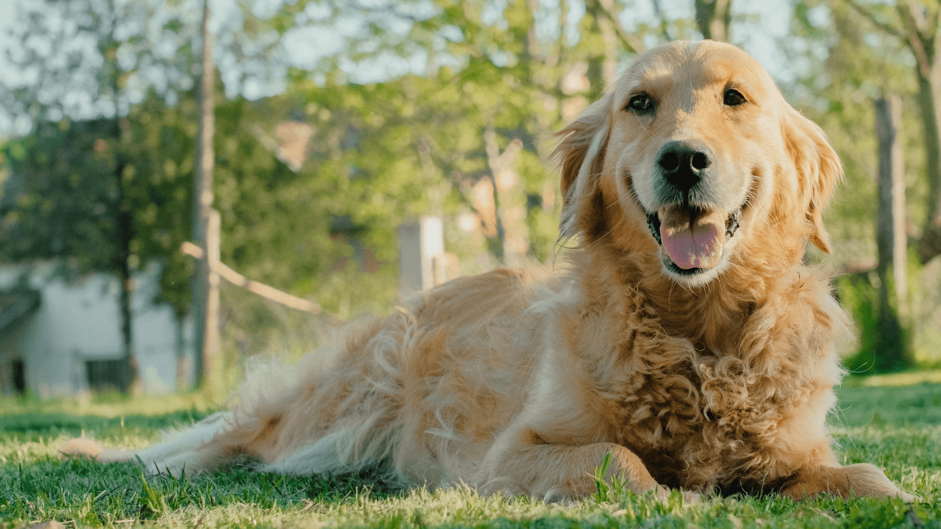 A dog lying on the grass