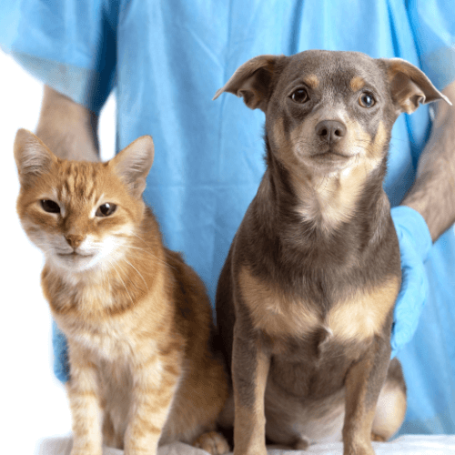 A dog and cat sitting together