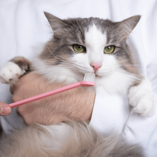 A person holding a cat with a toothbrush