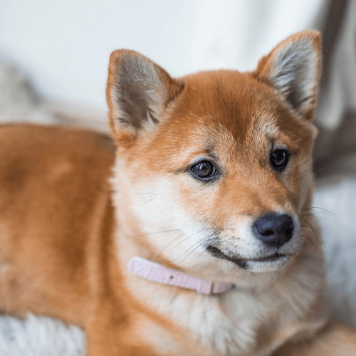 A dog lying on a blanket