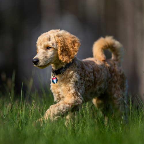 A dog running in the grass