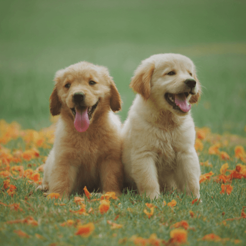 Two puppies sitting in grass