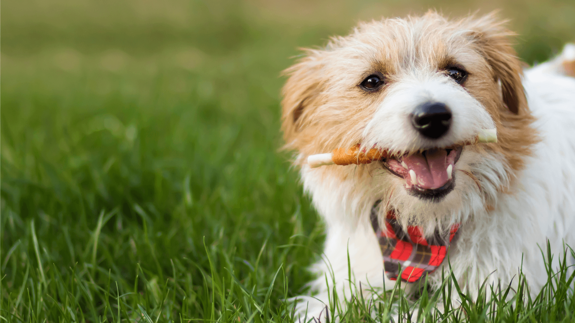 A dog stick in its mouth