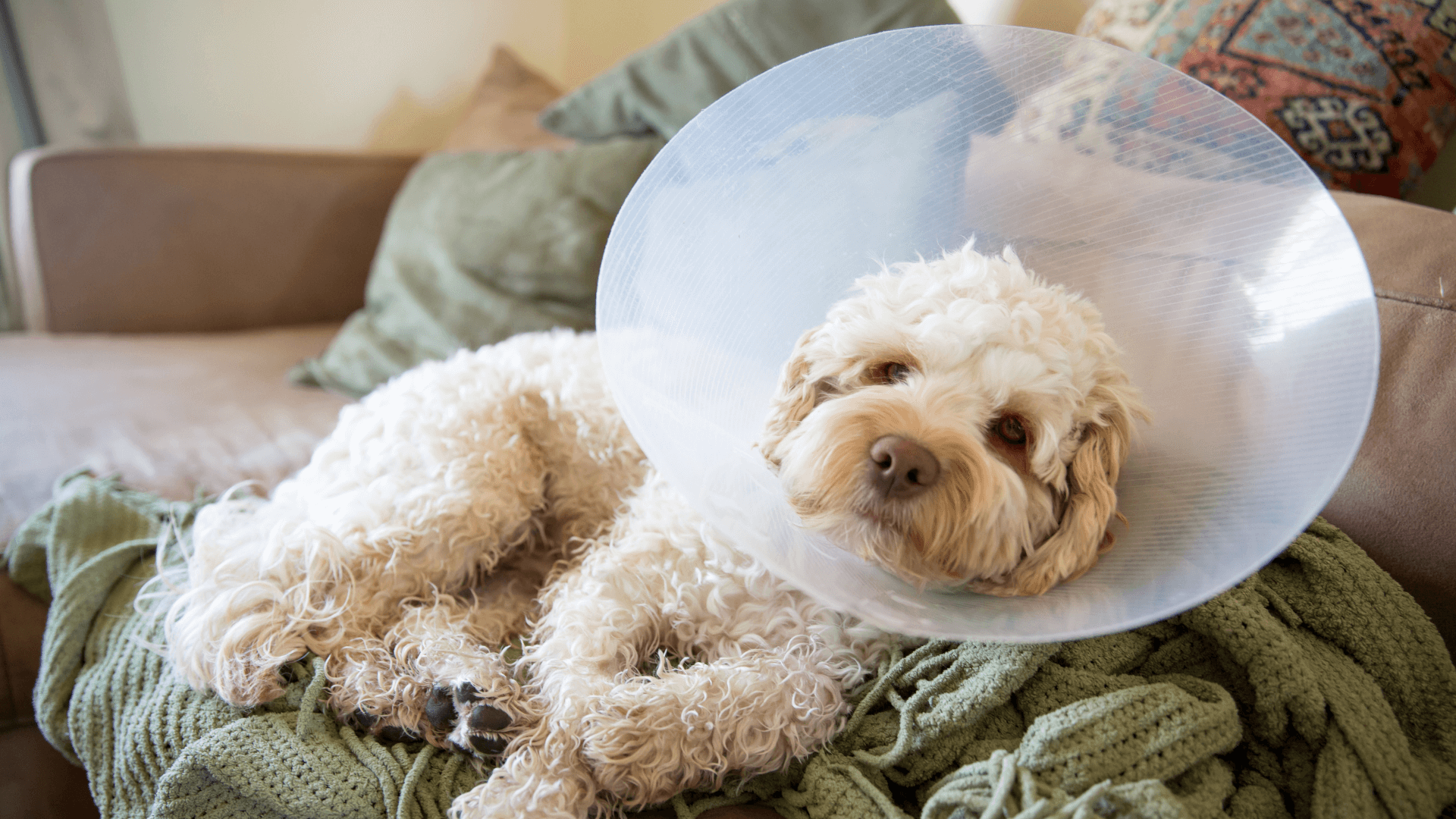 A dog with a cone on its head