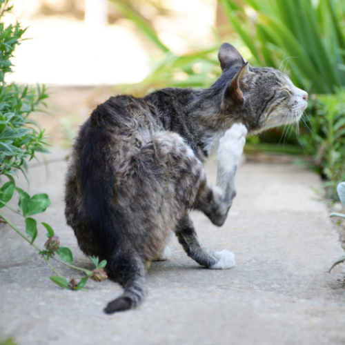 A cat scratching its back