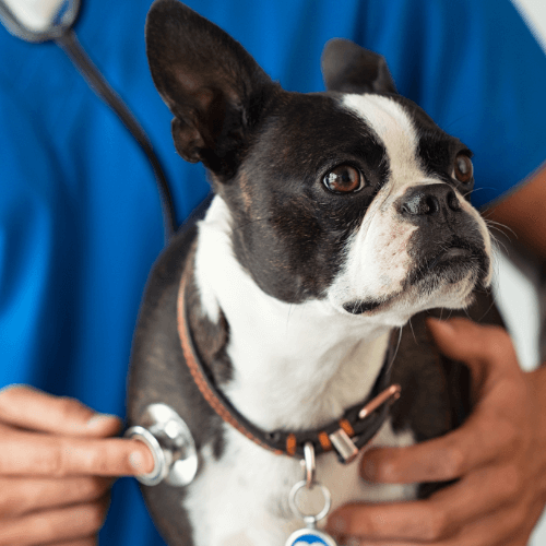 A person checks a dog with a stethoscope on its chest