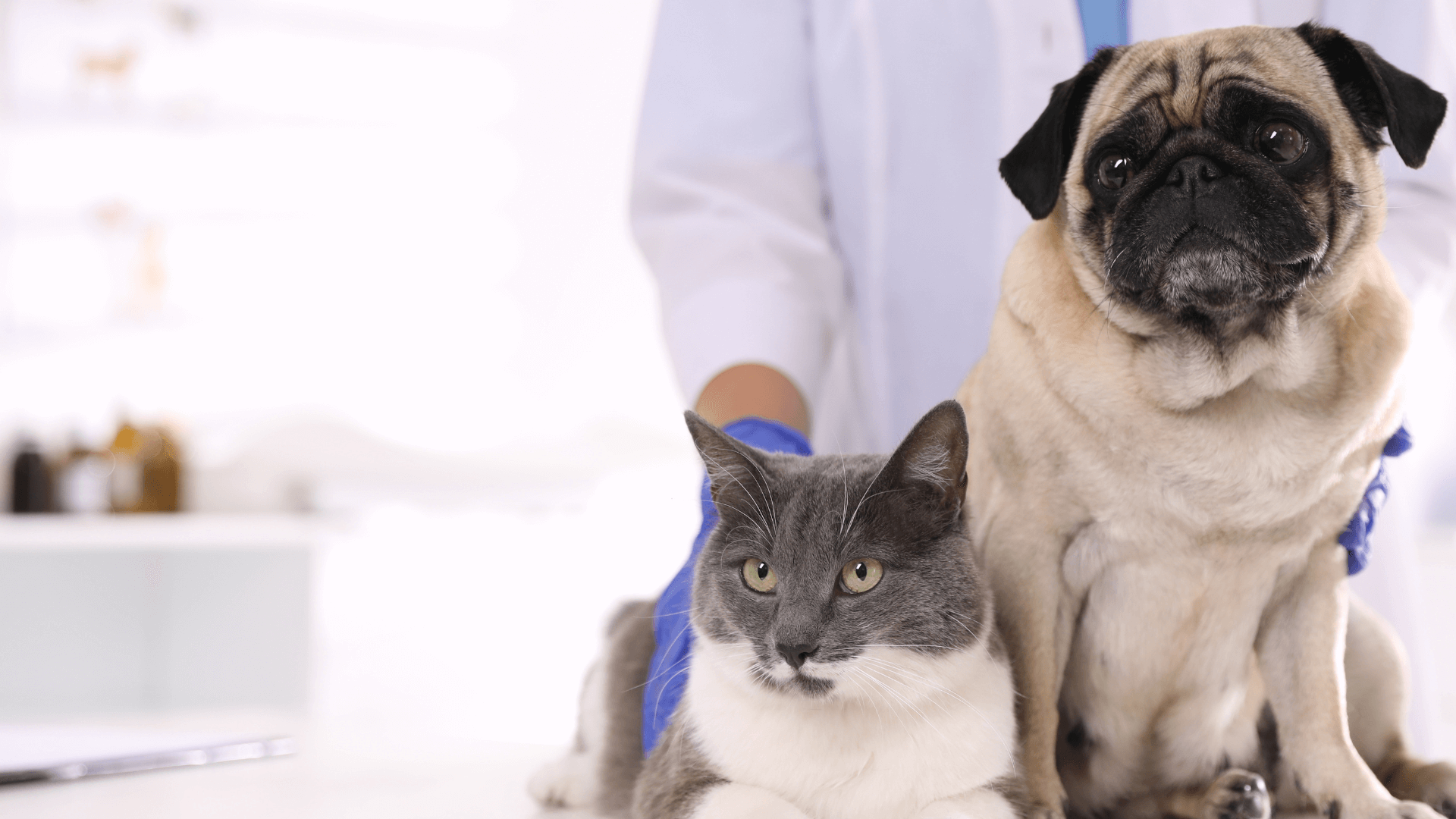 A dog and cat sitting next to a person