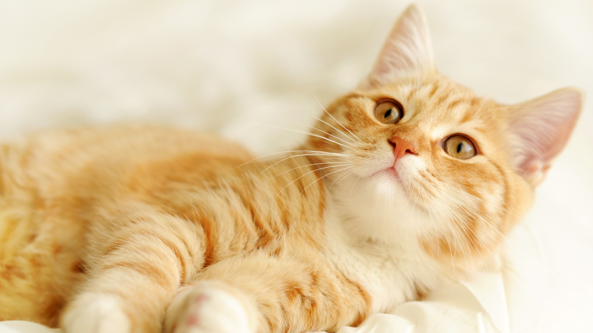 A cat lying on a white blanket