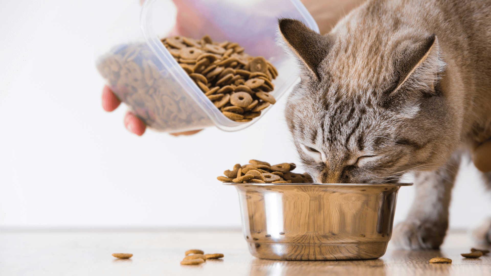 A cat eating out of a bowl of food