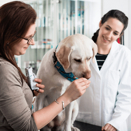 A person feeding something to a dog