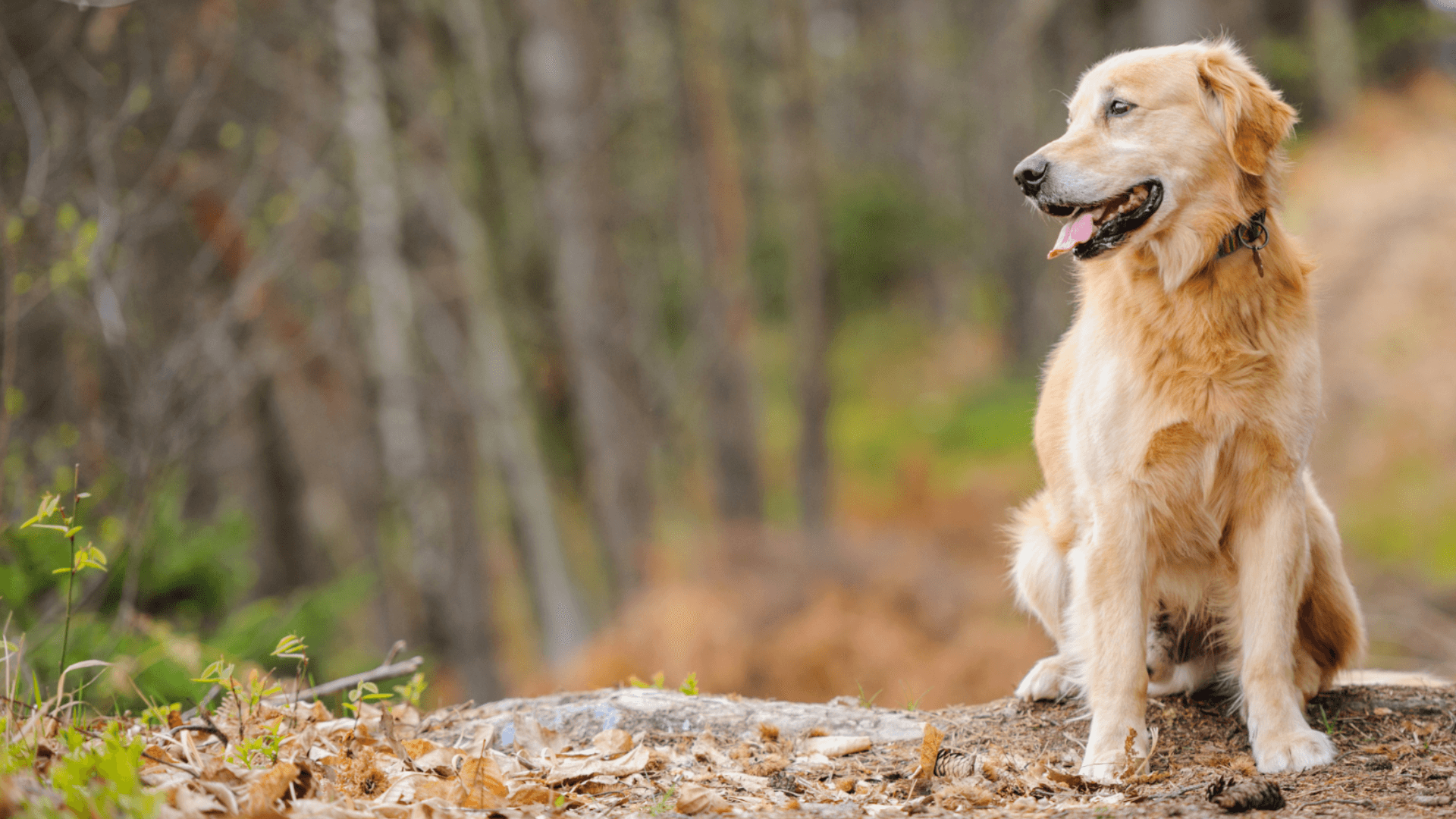 A dog sitting on a rock