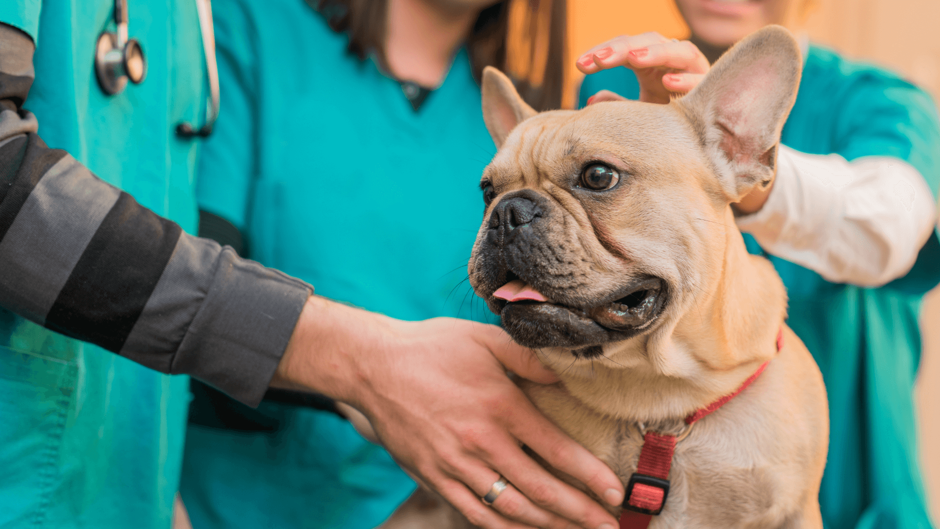 A dog being petted by a person