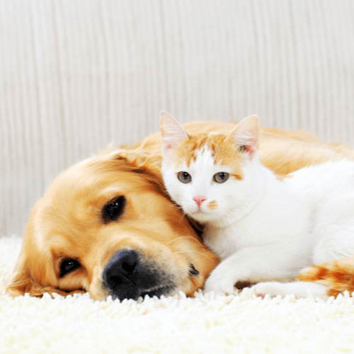 A cat lying next to a dog