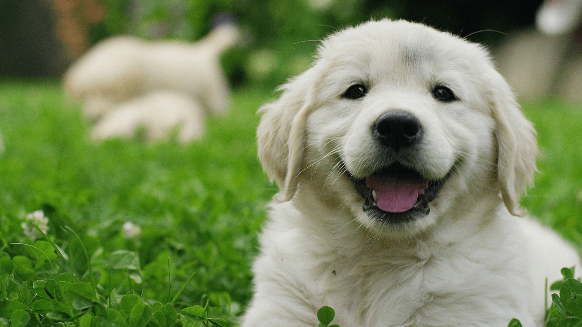 A white puppy is sitting in the grassy area