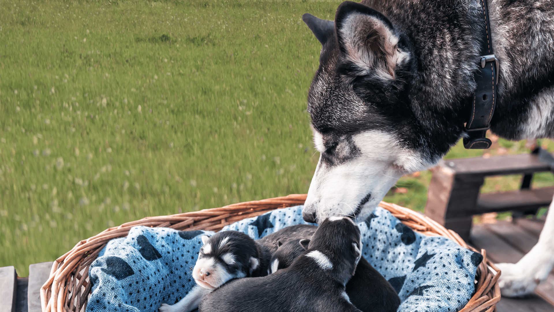 A dog sniffing a few puppies in a basket