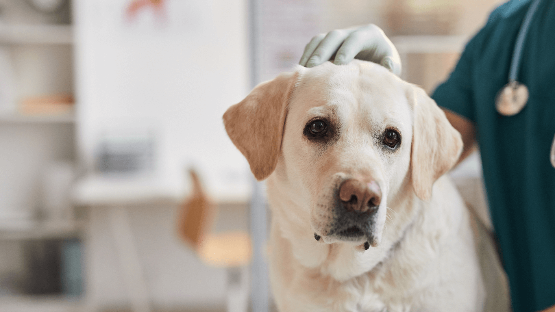 A hand on a dog