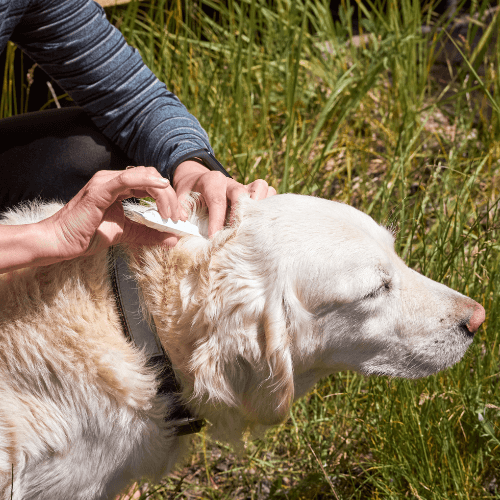 A person giving tick prevention drops to a dog