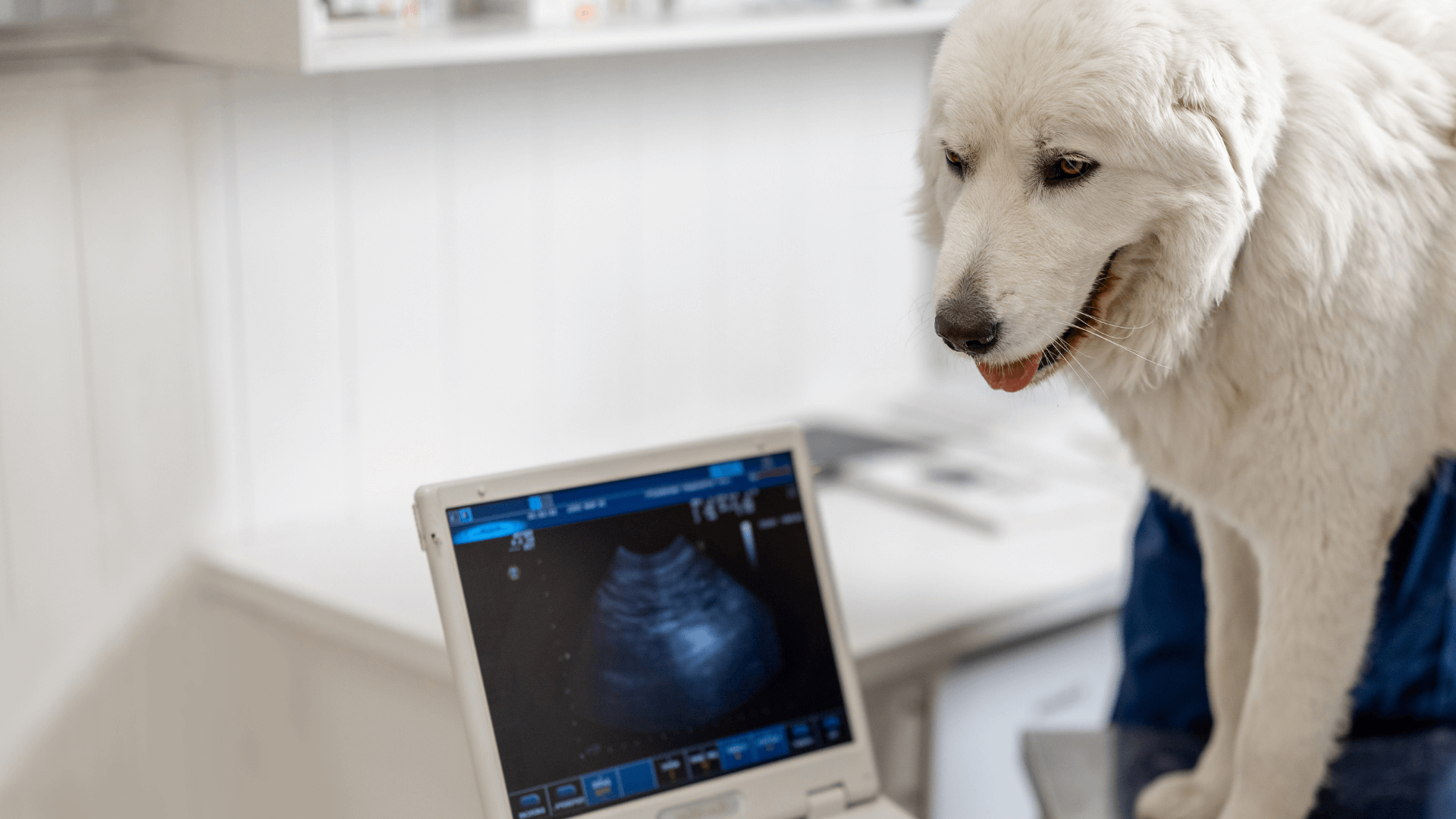 Ultrasound report of a dog is being shown on the screen