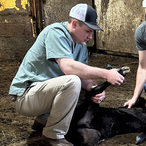 A Pike Veterinary Services vet looking at a calf